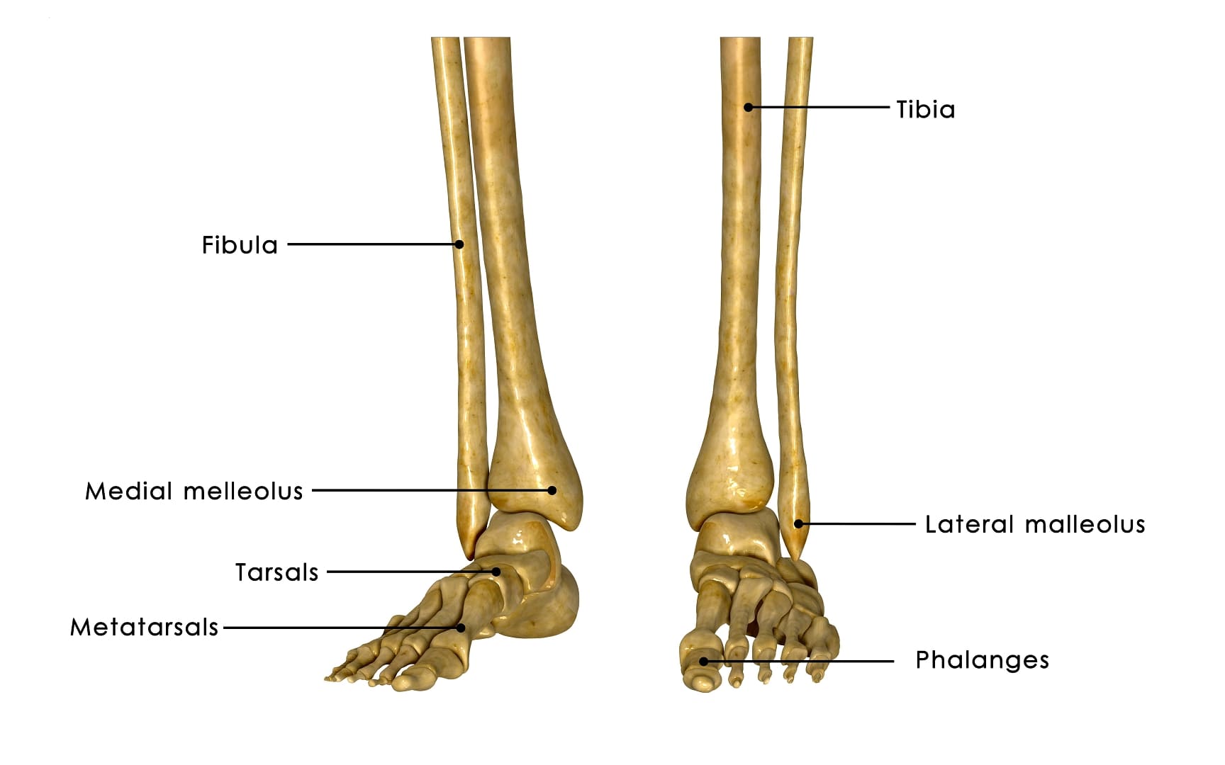 Скелет ноги малоберцовую кость