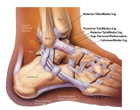 ankle joint 