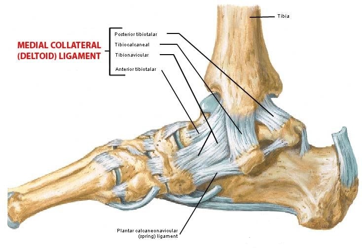 deltoid ligament and spring ligament stabilize the joint