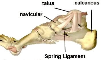 spring ligament 
