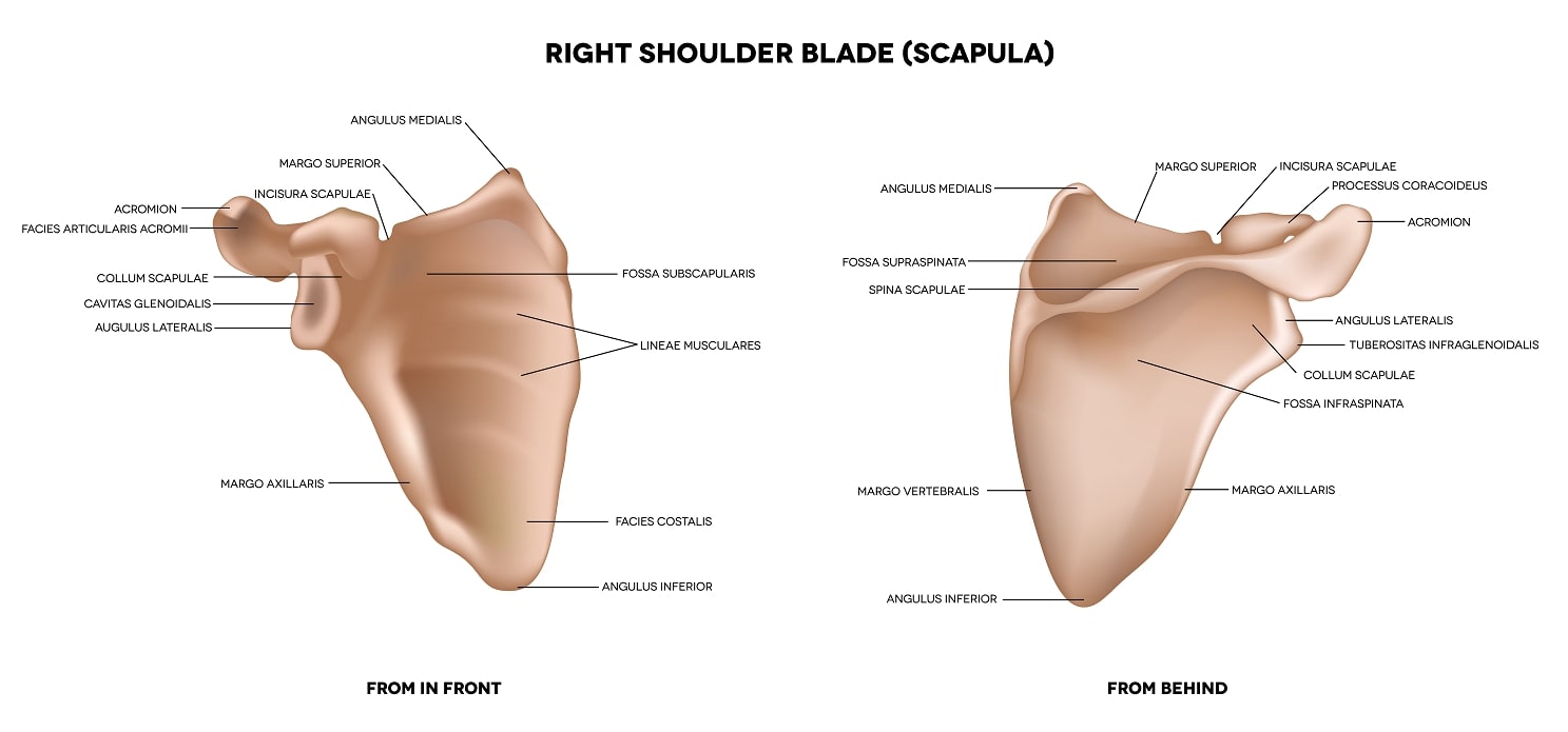 Shoulder Anatomy – Bones and Joints