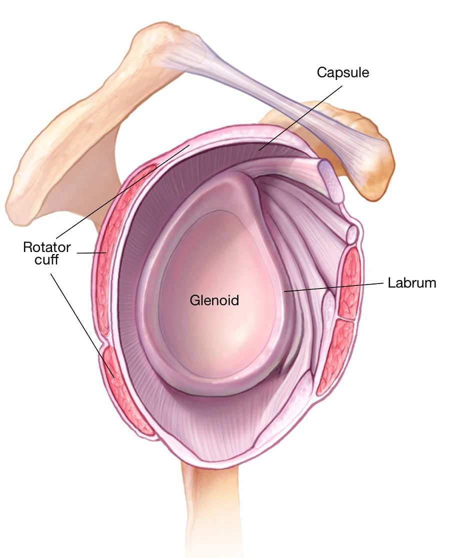 Labrum and Ligaments