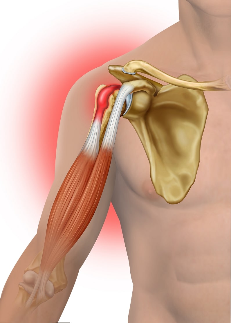 biceps muscle 
