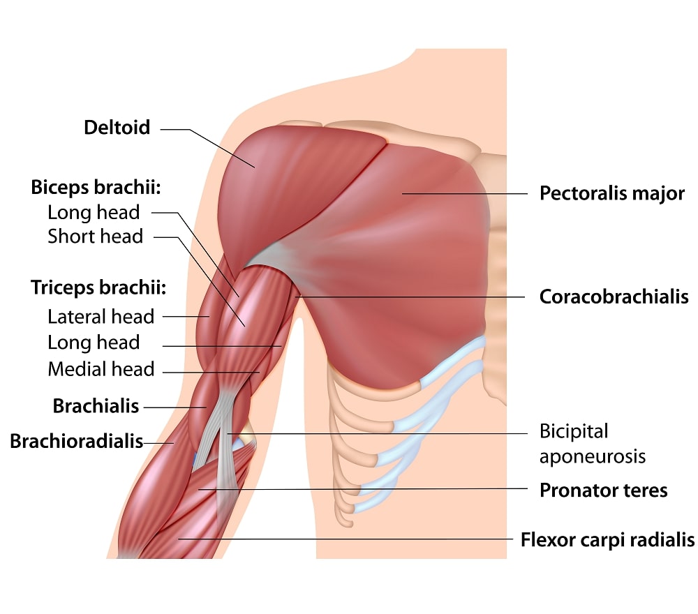 clavicularis-brachialis arthrosis vállízületi fájdalom éjszaka
